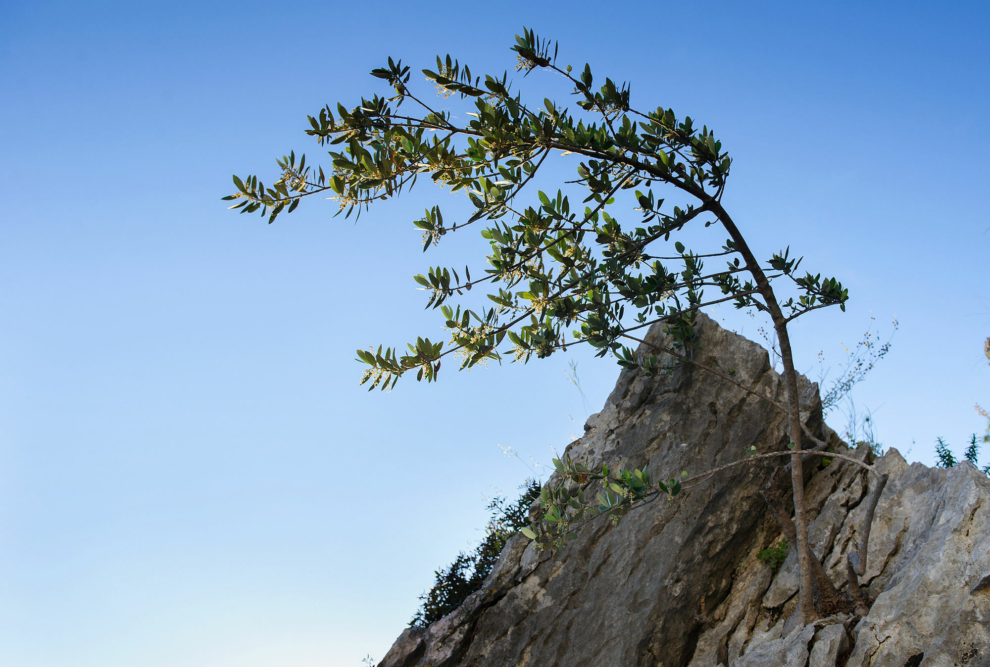 Palloma Appartamento Baška Voda
